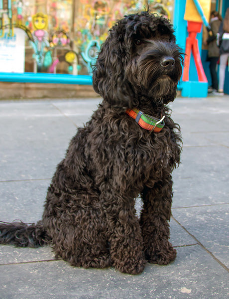 Tartan dog collar